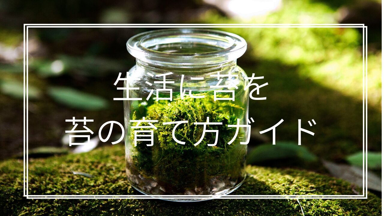 初心者でも簡単！屋外での苔の育て方完全ガイド